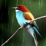 دانلود ریمیکس آهنگ هایده به نام بارون یعنی (هوش مصنوعی)